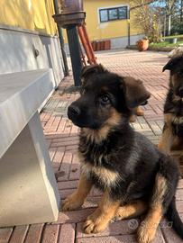 Cucciola Pastore Tedesco