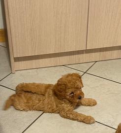 Cuccioli di barboncino