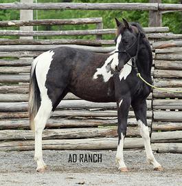 Paint tobiano black