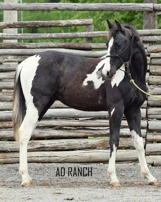Paint tobiano black