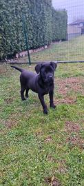 Femmina Cane Corso