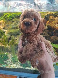 Cuccioli di barboncini mini toy red brown