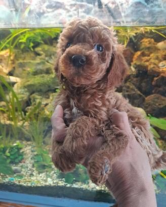 Cuccioli di barboncini mini toy red brown