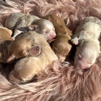 Cuccioli di Maltipoo