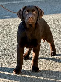 Cuccioli labrador chocolate