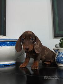Bassotto kaninchen choco tan arlecchino