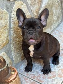 Bulldog francese