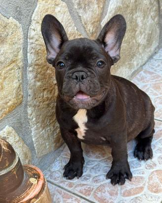 Bulldog francese