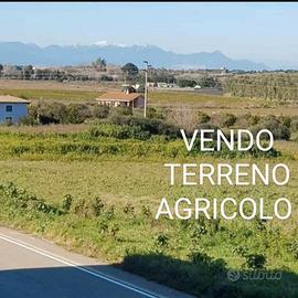 Agricolo