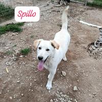 Cane cucciolo in adozione