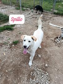 Cane cucciolo in adozione