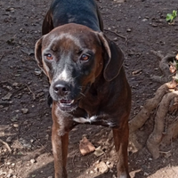 Ciccia 4/5anni mix Labrador marrone,NAPOLI
