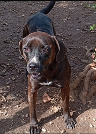 Ciccia 4/5anni mix Labrador marrone,NAPOLI