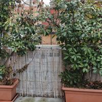 Coppia di Siepi in Vaso (Photinia)