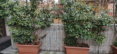 Coppia di Siepi in Vaso (Photinia)