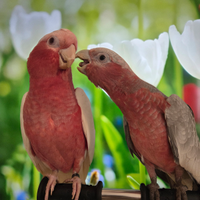 Galah cacatua roseicapilla pappagallo parlante