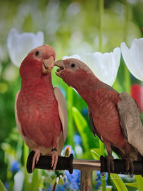 Galah cacatua roseicapilla pappagallo parlante