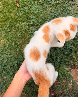 Gatto a macchie rosse