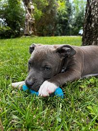 Cuccioli amstaff pedigree