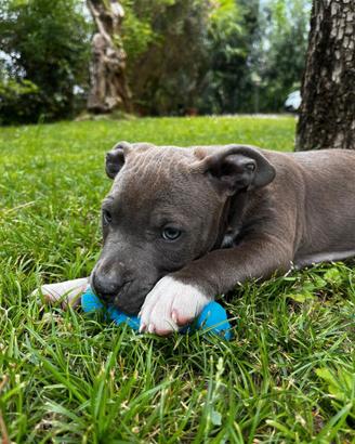 Cuccioli amstaff pedigree