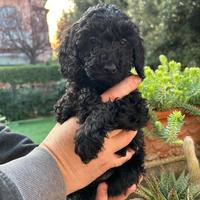 Cucciola di barboncino pronta ad essere amata