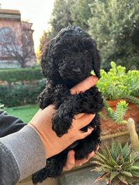 Cucciola di barboncino pronta ad essere amata