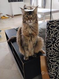 Dono Maine coon femmina non fattrice