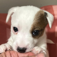 Cucciola di Jack russell zampa corta
