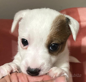 Cucciola di Jack russell zampa corta