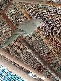 Parrocchetti dal collare