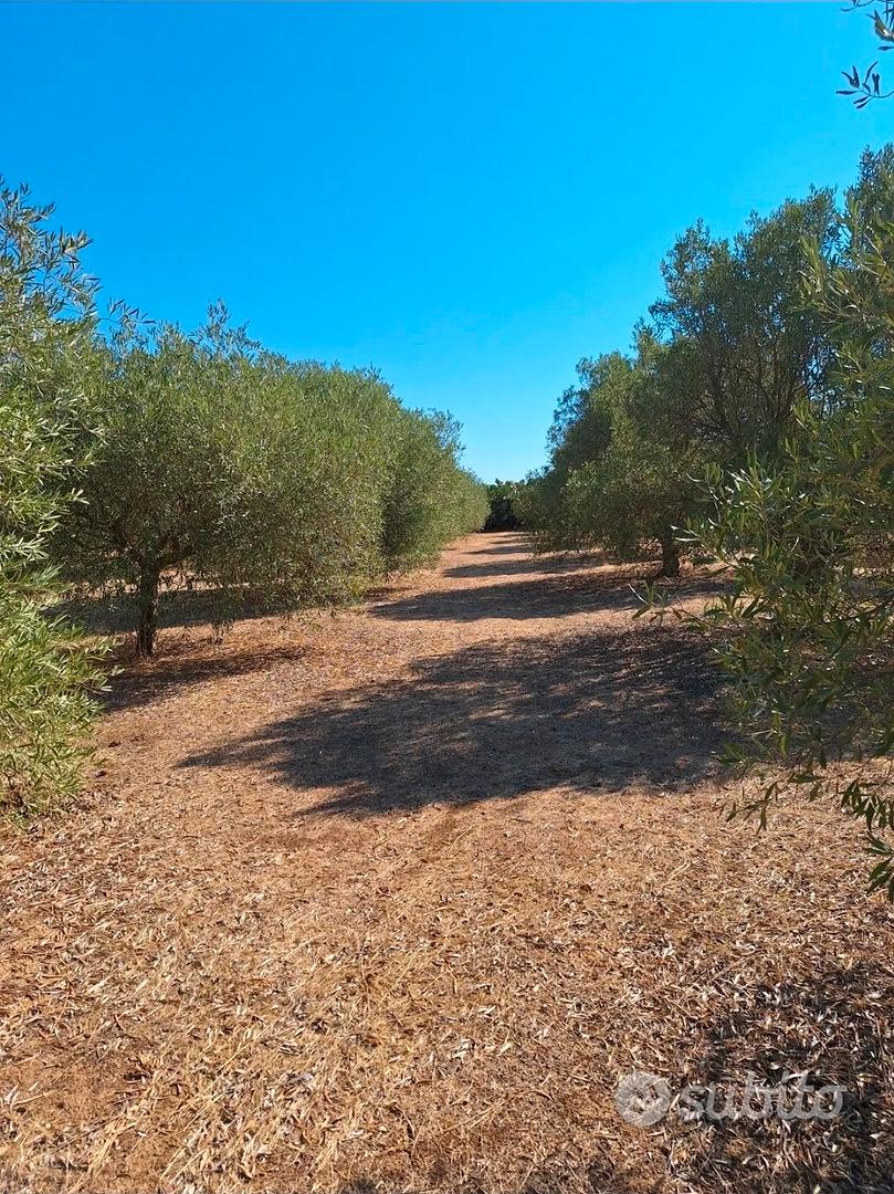 uliveto Ussana (Su Pranu) - Vista 2