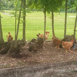 Galline collo nudo