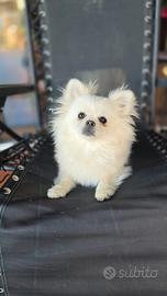 Volpino di pomerania e chihuahua