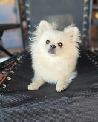 Volpino di pomerania e chihuahua