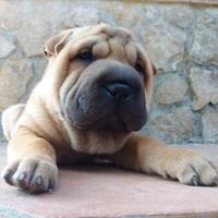 Cuccioli Shar Pei