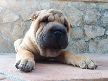 Cuccioli Shar Pei