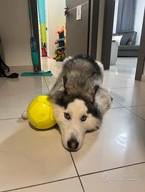 Husky siberian
