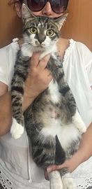 Misha, gattina di 1 anno ADOZIONE