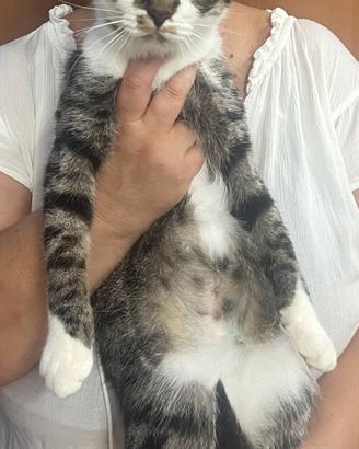 Misha, gattina di 1 anno ADOZIONE