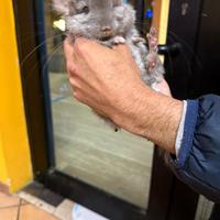 Chinchilla m e f