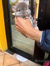 Chinchilla m e f