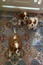 Cavalier King con pedigree ENCI