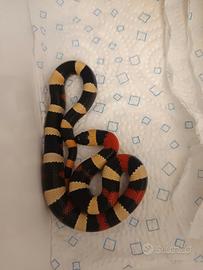 Serpente, lampropeltis, falso corallo
