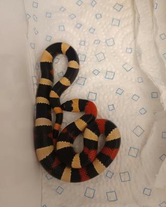 Serpente, lampropeltis, falso corallo