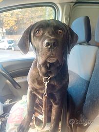 Cucciolo di cane corso di 7 mesi