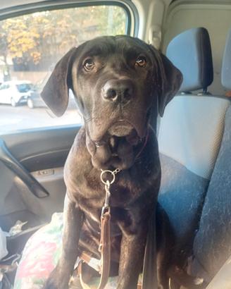 Cucciolo di cane corso di 7 mesi