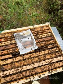 Api nuclei sciami 2025