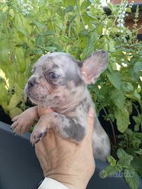 Cuccioli di bulldog francese