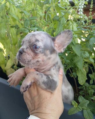 Cuccioli di bulldog francese