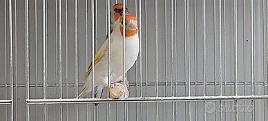 Cardellini major mutati